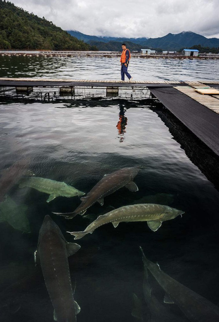 鱘魚照片（選用） (1).jpg